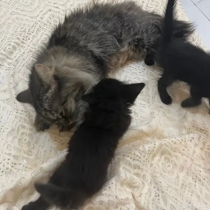 قطط للتبني 1