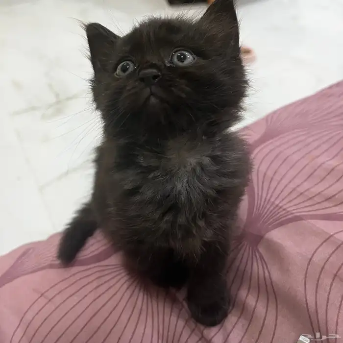 قطط للتبني 6