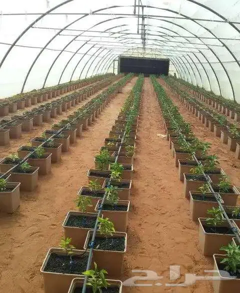 بيوت محمية للإيجار فرصه عظيمة لاستثمارك 1