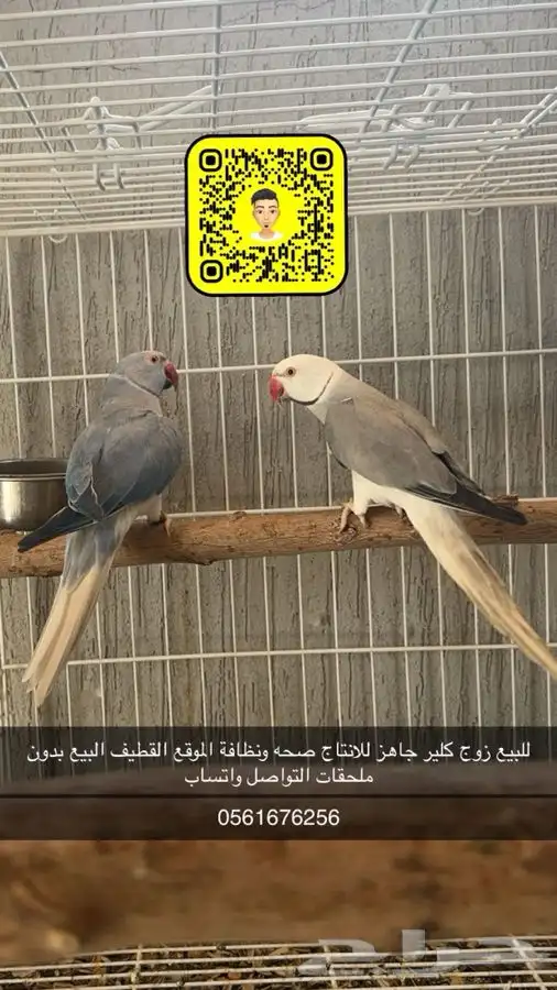 ازواج ذرة كلير 1