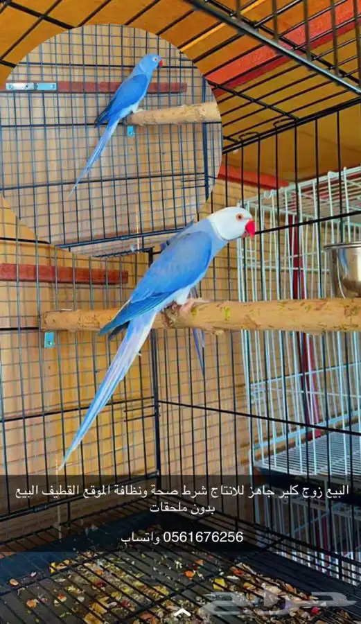 ازواج ذرة كلير 0