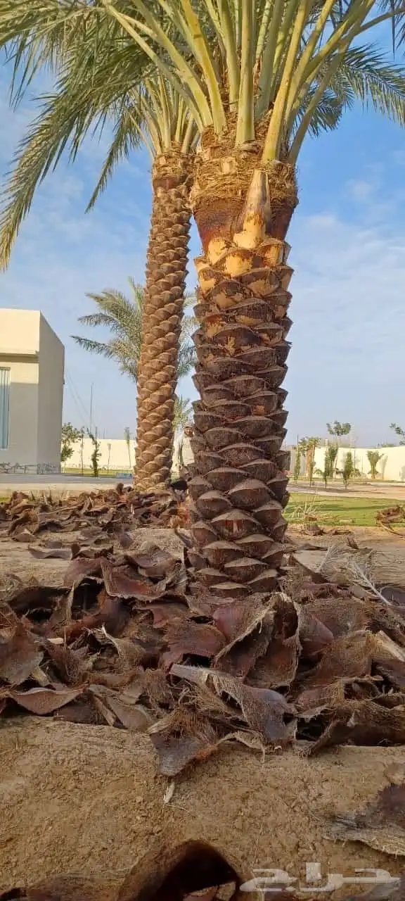 تكريب نخل عربي وواشنطني 3