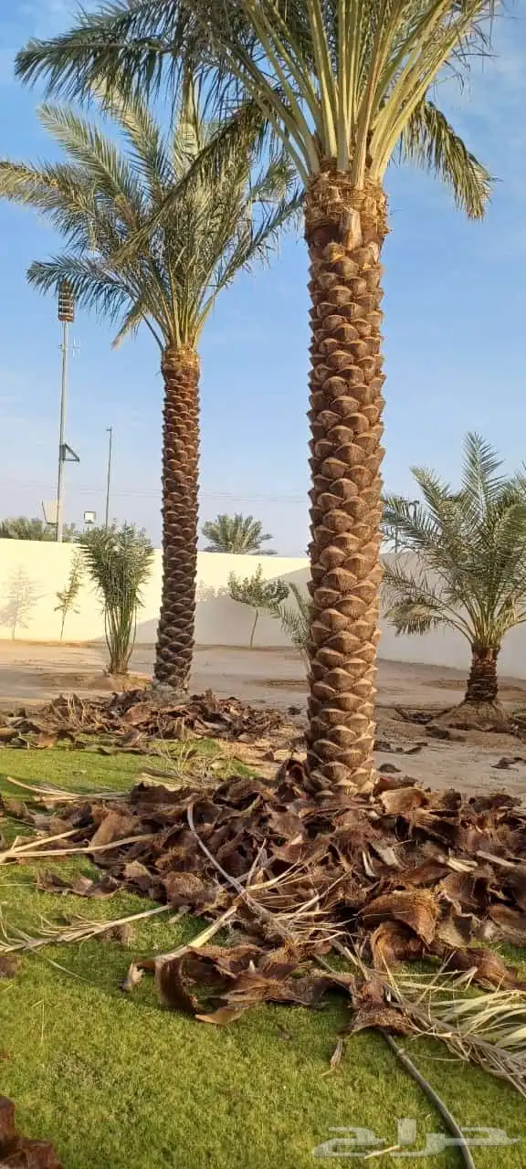 تكريب نخل عربي وواشنطني 2