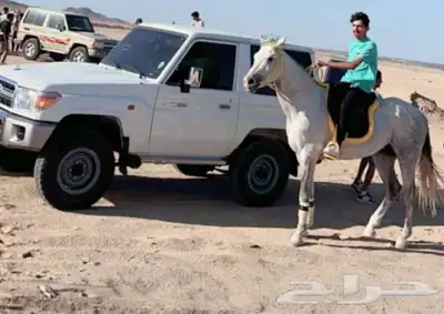 حصان شعبي بطل ومحقق اكثر من مركاض 1