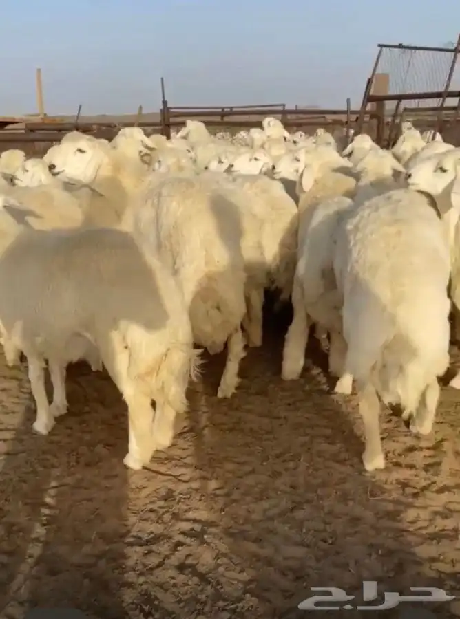 طليان حري ثلاجة ومناسبات ومصلخ بلموقع 1