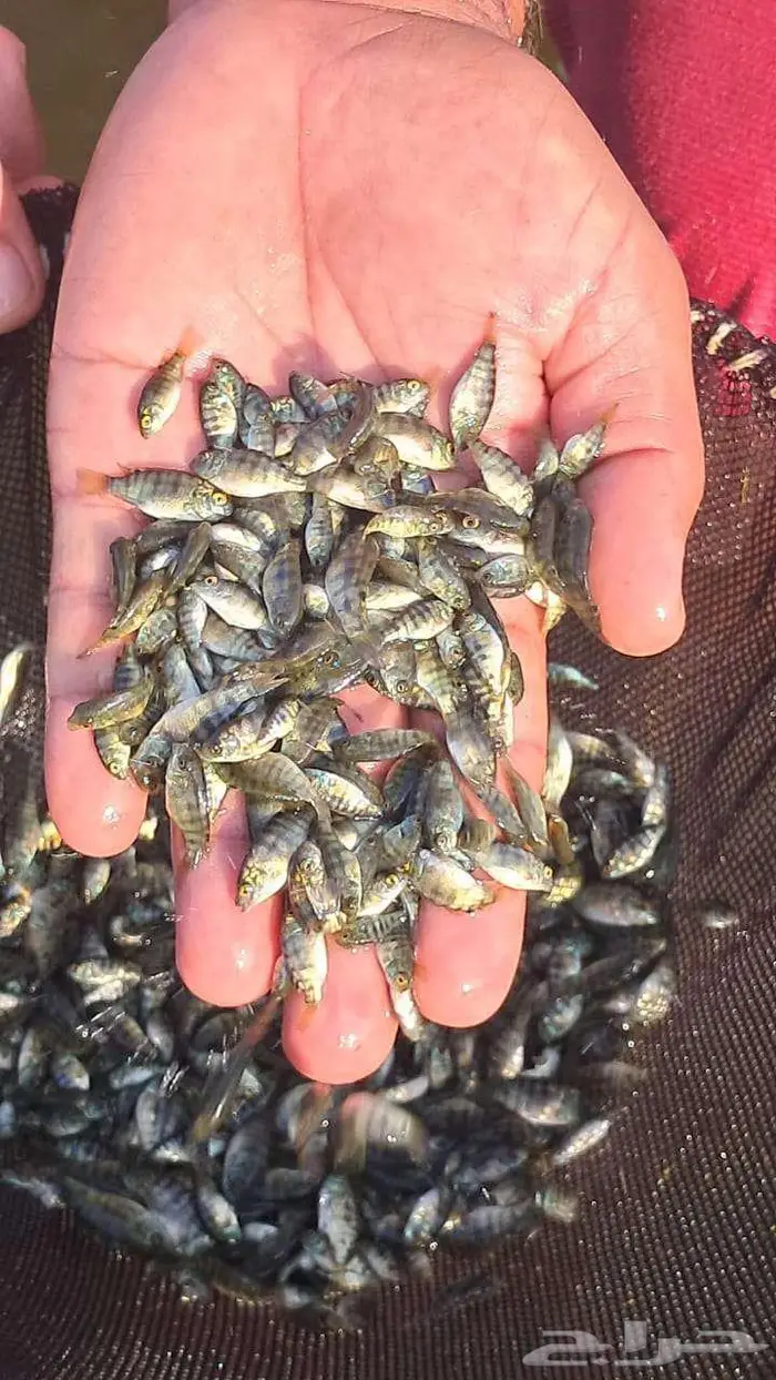 مشروع استزراع سمكي في الطايف الموقع جاهز للتشغيل 0