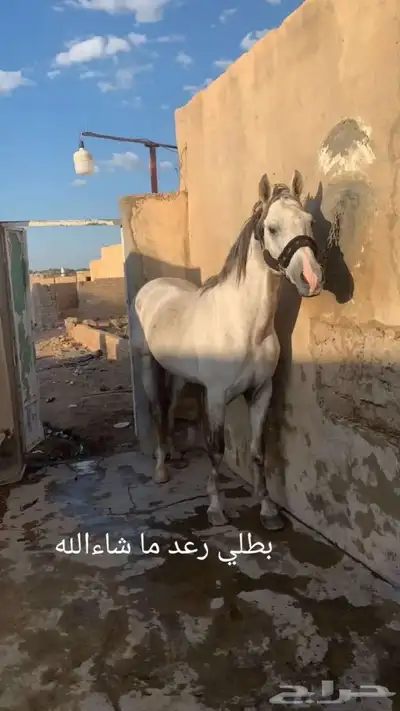 حصان شعبي بطل ومحقق اكثر من مركاض 0