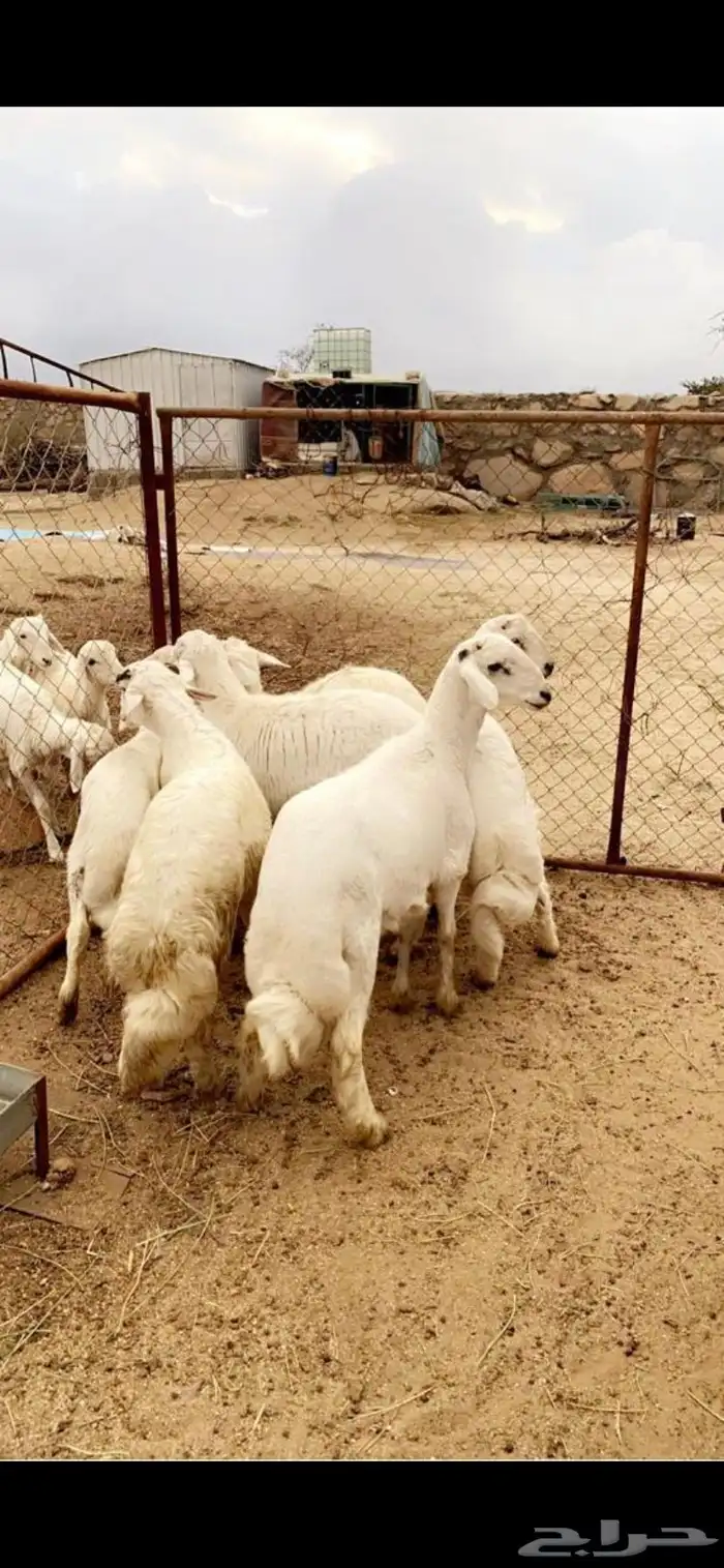 ذبايح واضاحي 5