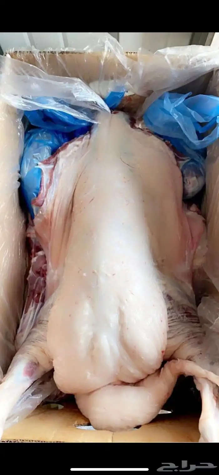 ذبايح واضاحي 4