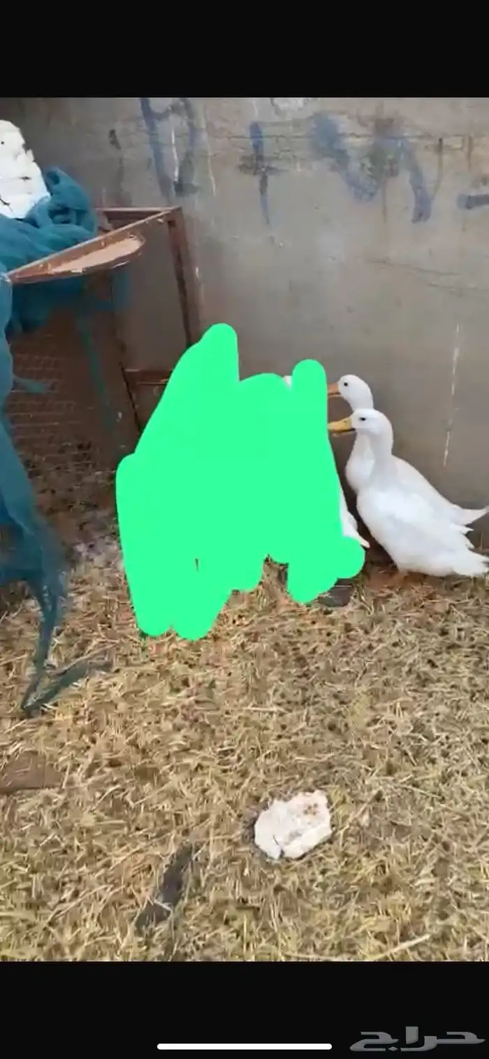 اعرض لكم ذكور بط كيني للبيع 0