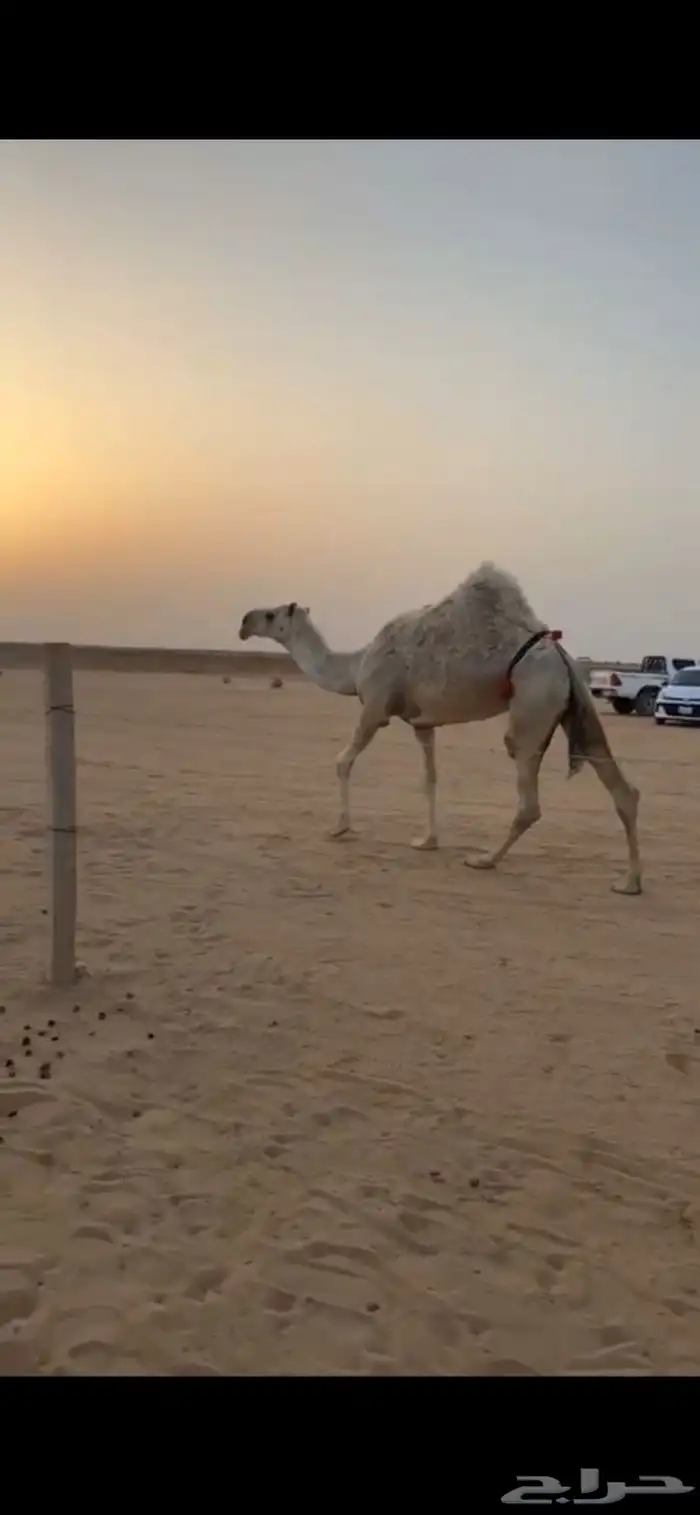 ثنو سليما عذاريب مبيع حاشيهاء ضروبه كفو 0