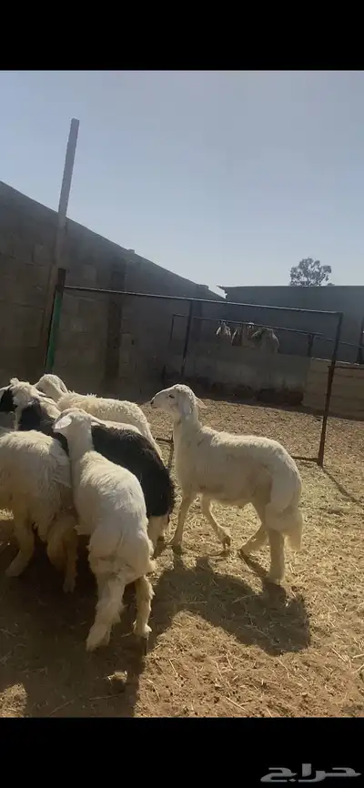 تم البيع 3