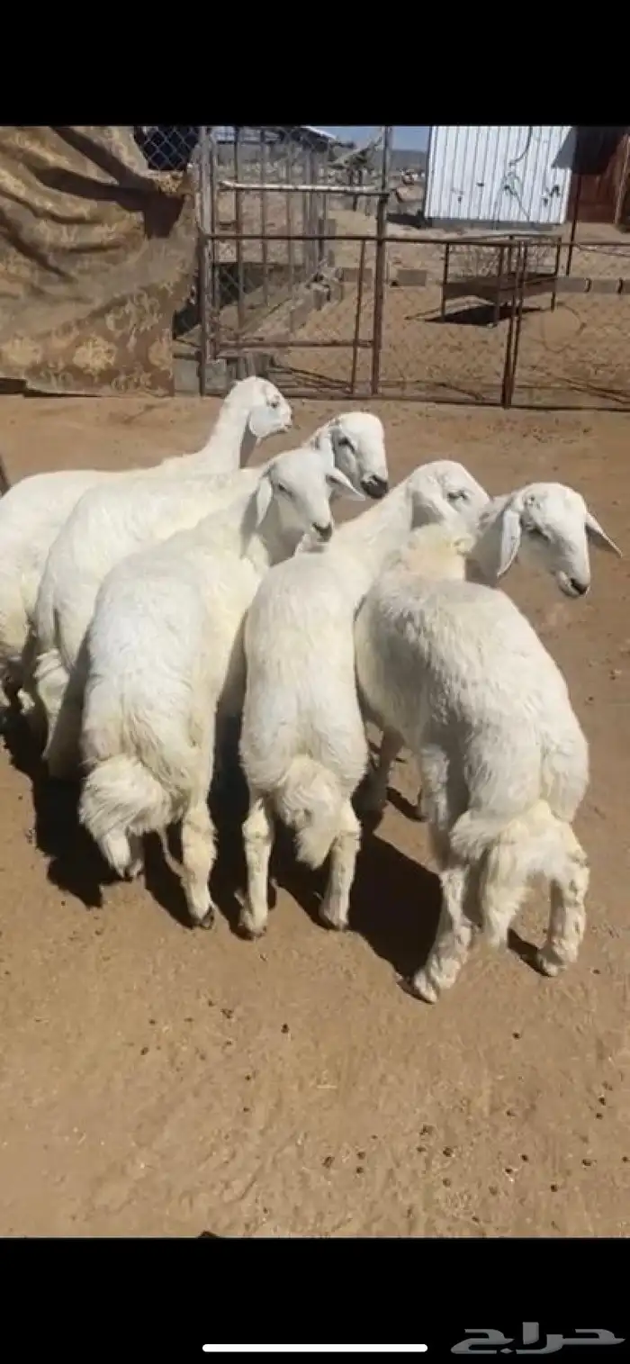 ذبايح واضاحي 2