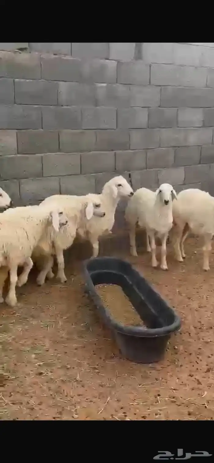 طليان اضاحي 0