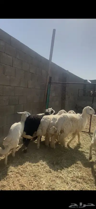 تم البيع 4