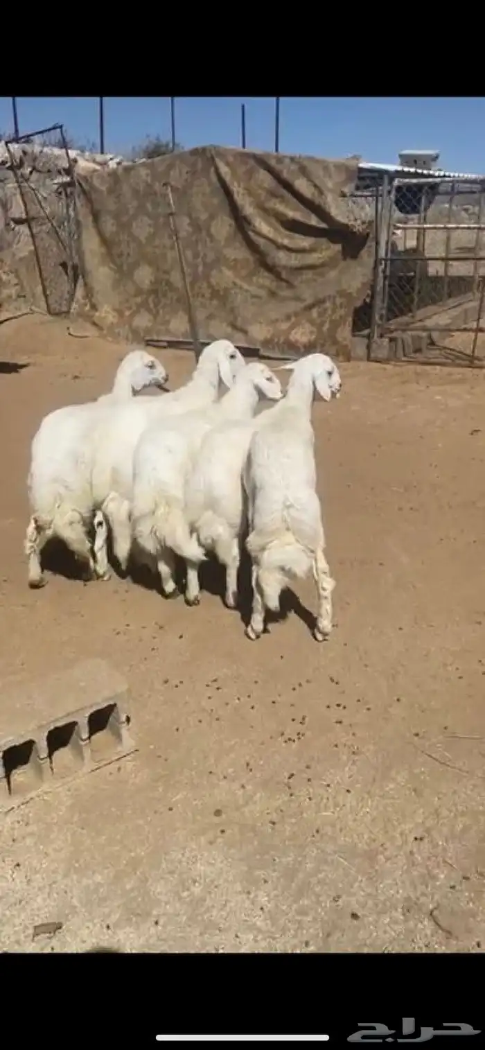 ذبايح واضاحي 1