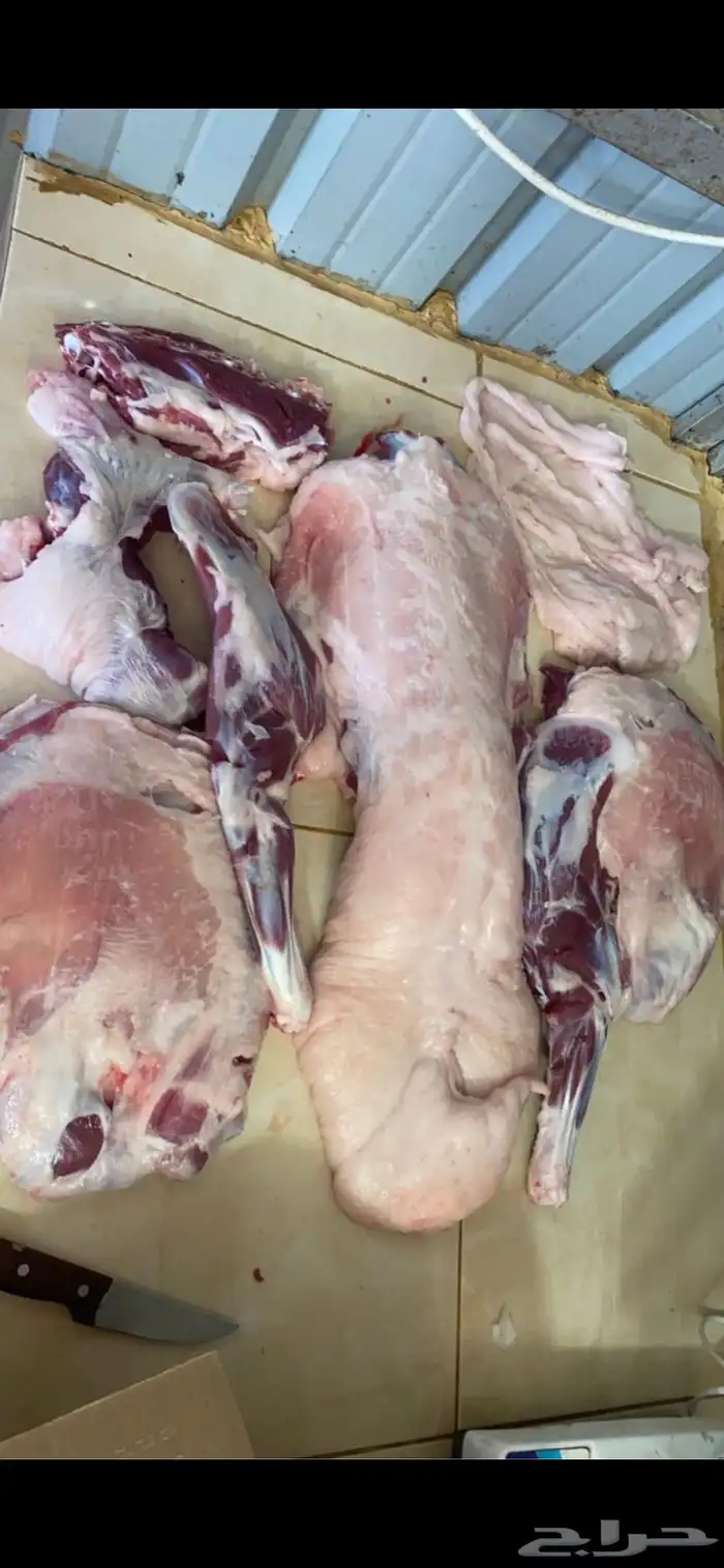 ذبايح واضاحي 3