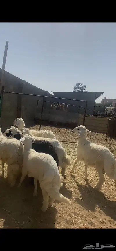 تم البيع 0