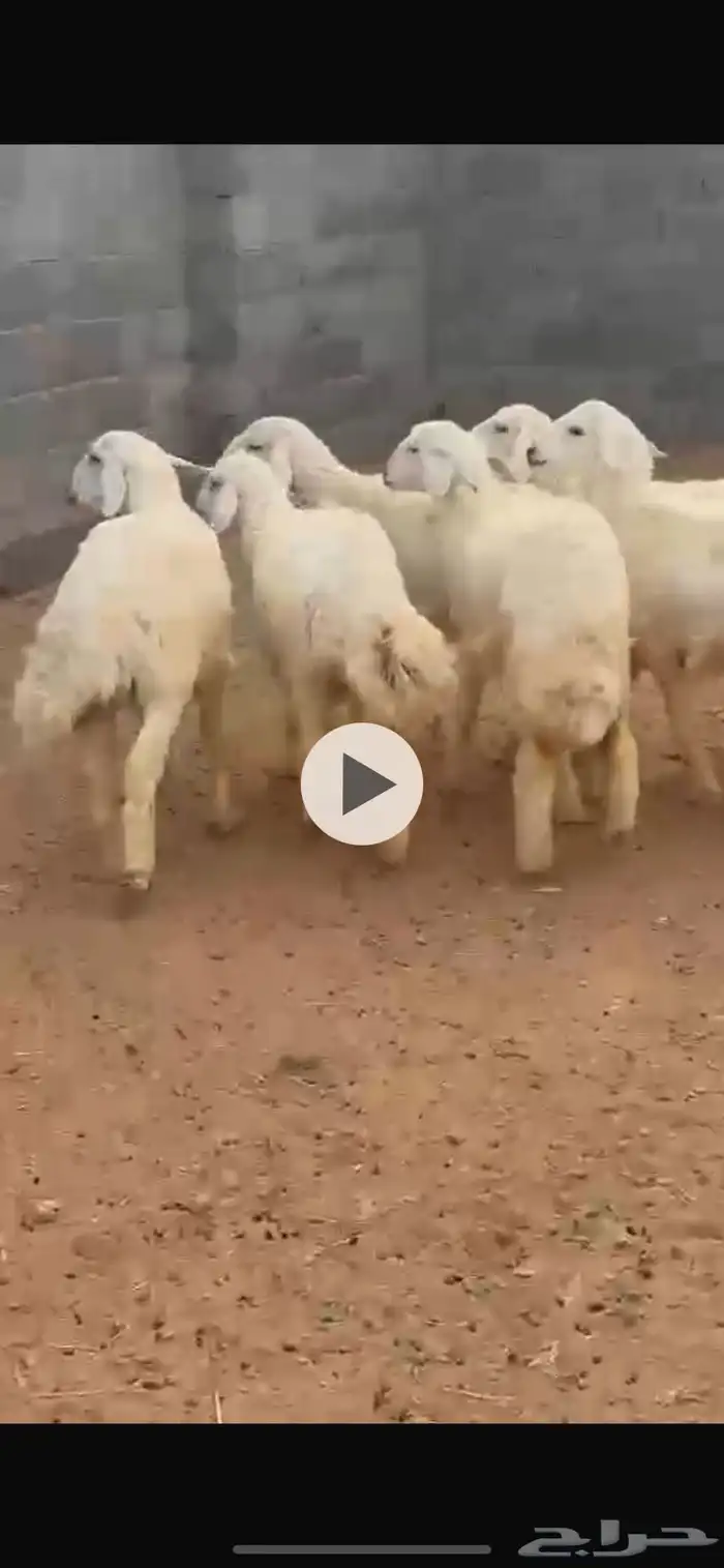طليان اضاحي 1