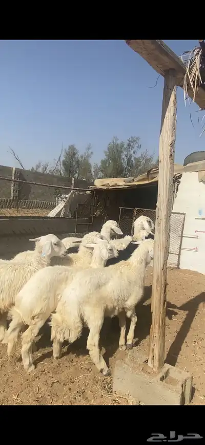 تم البيع 1