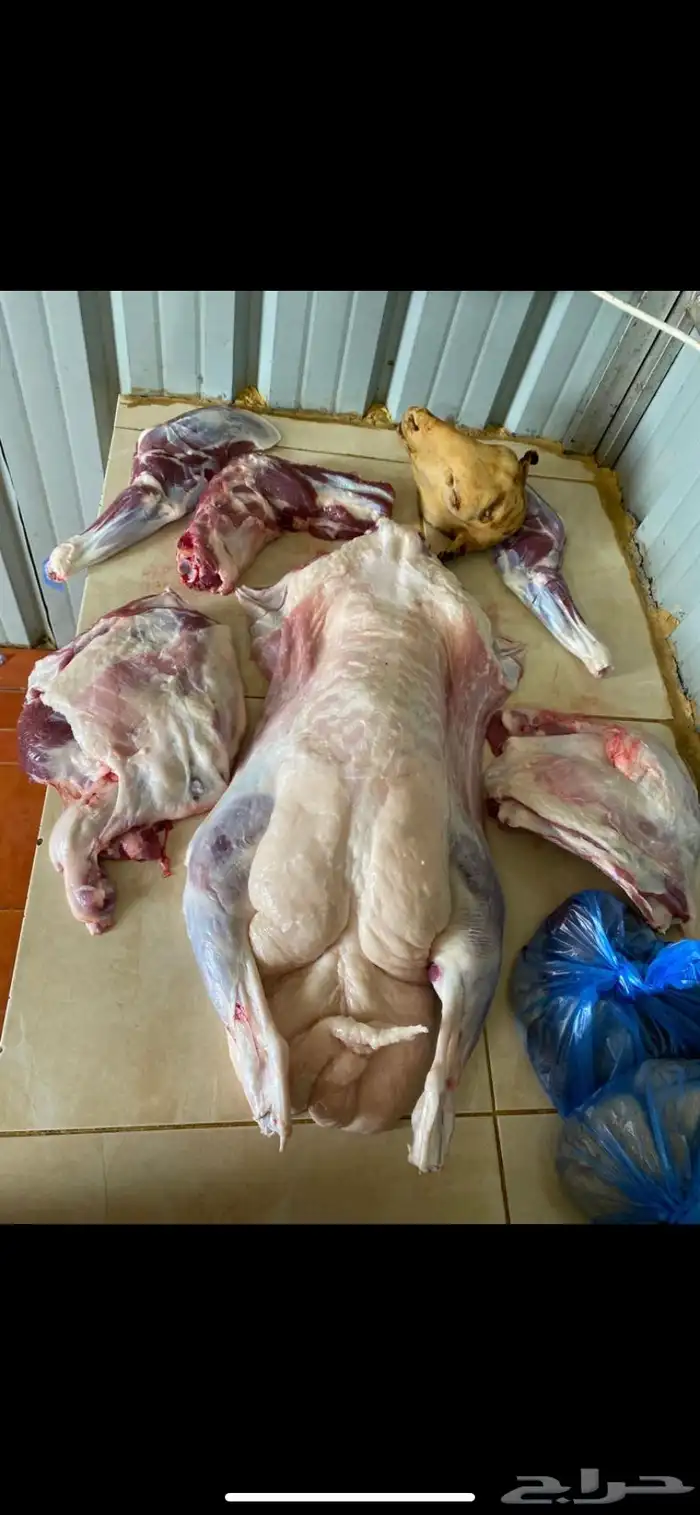 ذبايح واضاحي 0