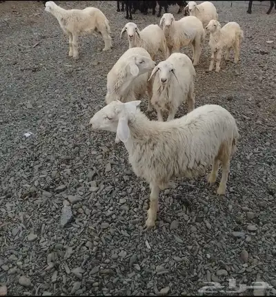 النوع   طليان 0