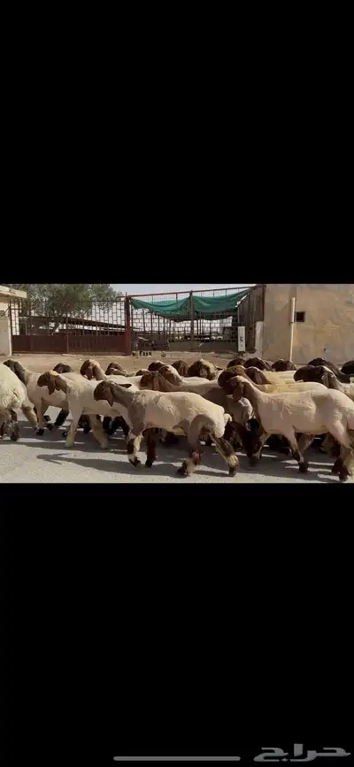 جذعات نعيم صنف 3