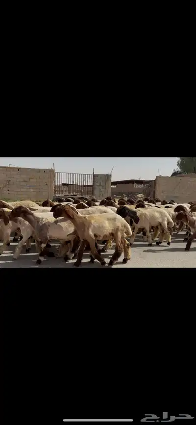 جذعات نعيم صنف 12