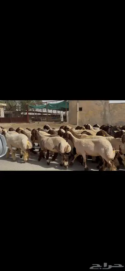 جذعات نعيم صنف 0