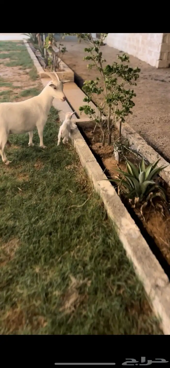 عنز قزميه والد   تيس فحل 1