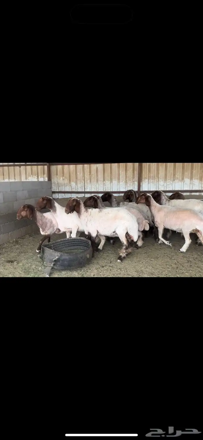 غنم نعيم فاخره 3