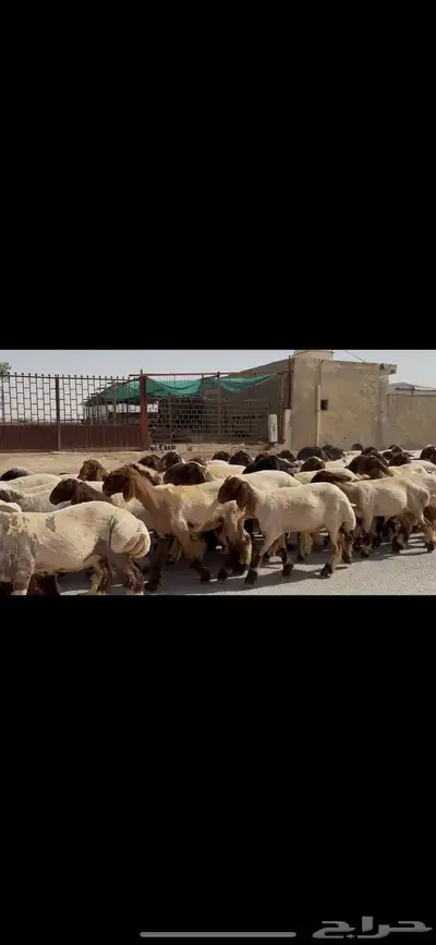 جذعات نعيم صنف 2