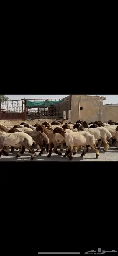 جذعات نعيم صنف 1