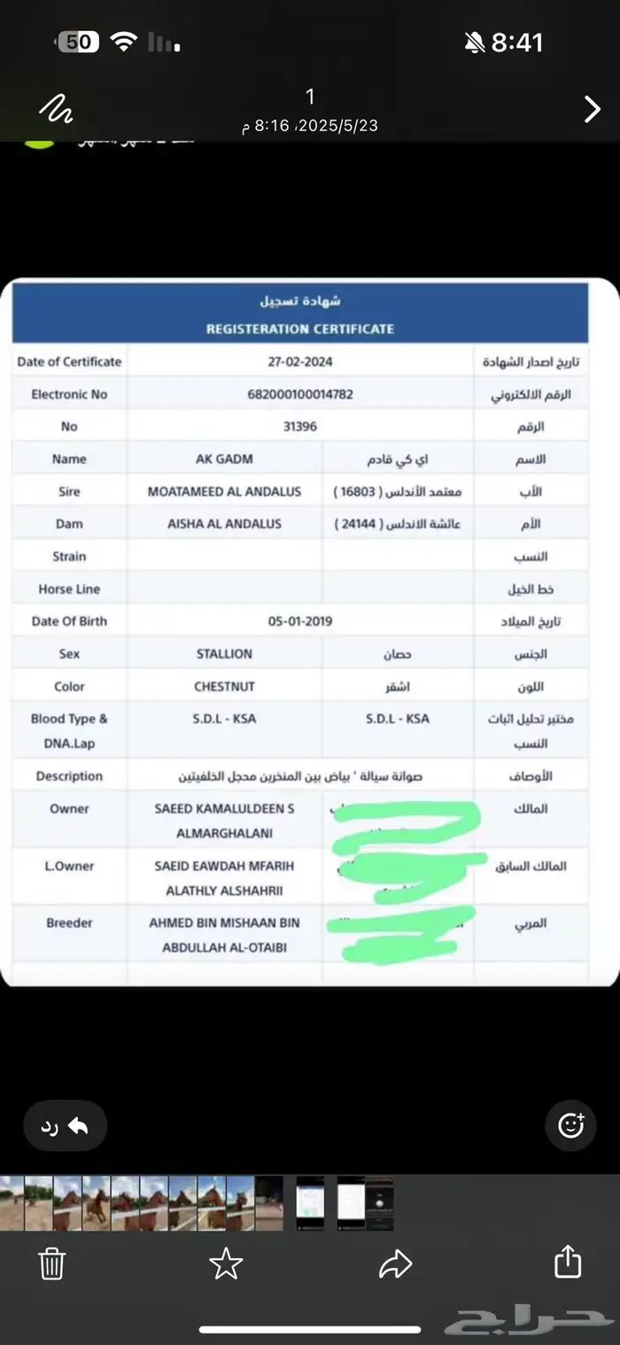 حصان مكس للبيع 3