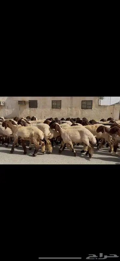 جذعات نعيم صنف 5