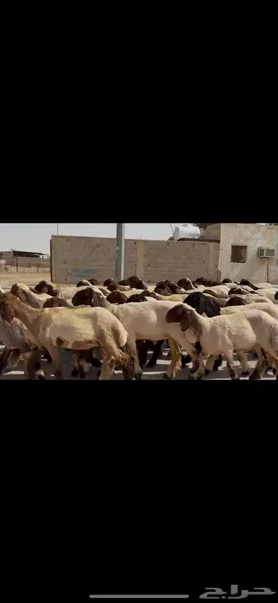 جذعات نعيم صنف 8