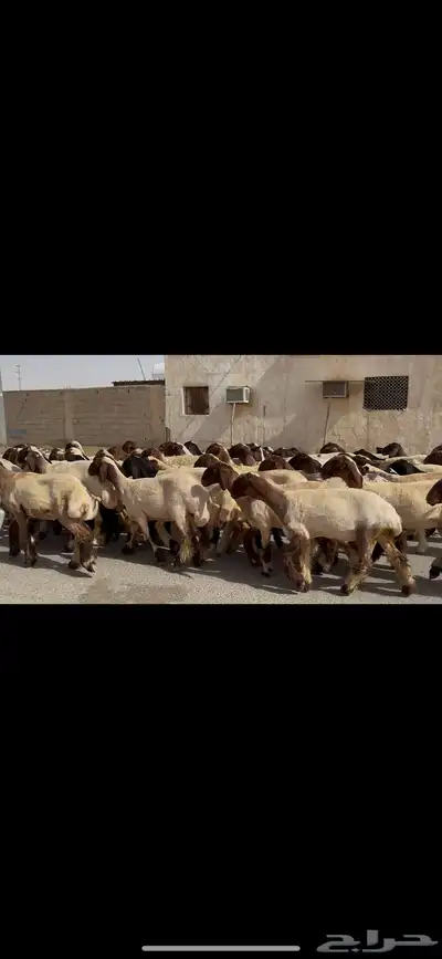 جذعات نعيم صنف 11