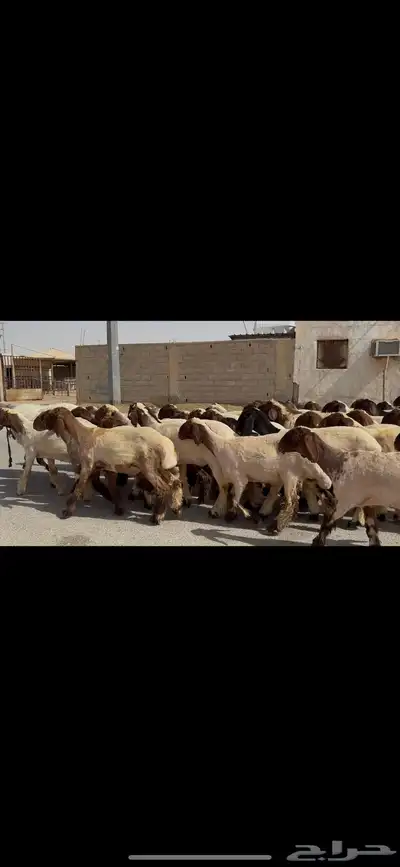 جذعات نعيم صنف 10