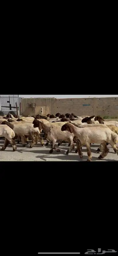 جذعات نعيم صنف 7
