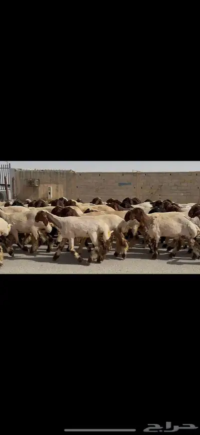 جذعات نعيم صنف 9