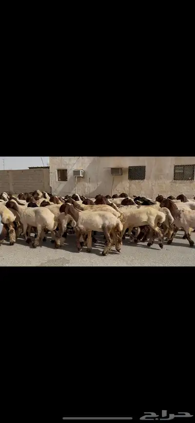 جذعات نعيم صنف 6