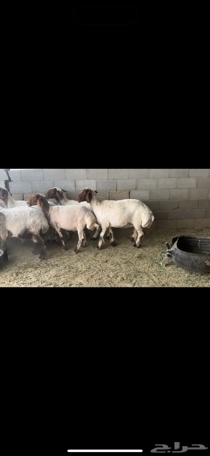 غنم نعيم فاخره 0