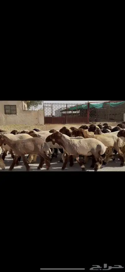 جذعات نعيم صنف 4