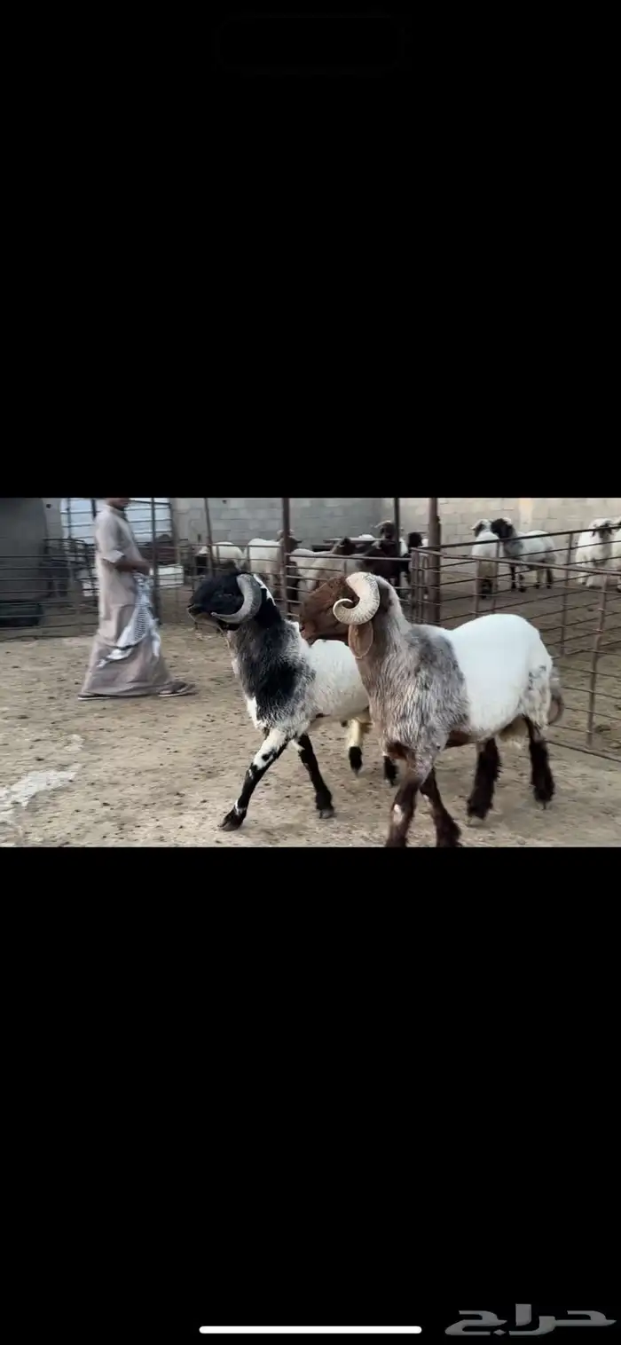 فحول نعيم صنف 2