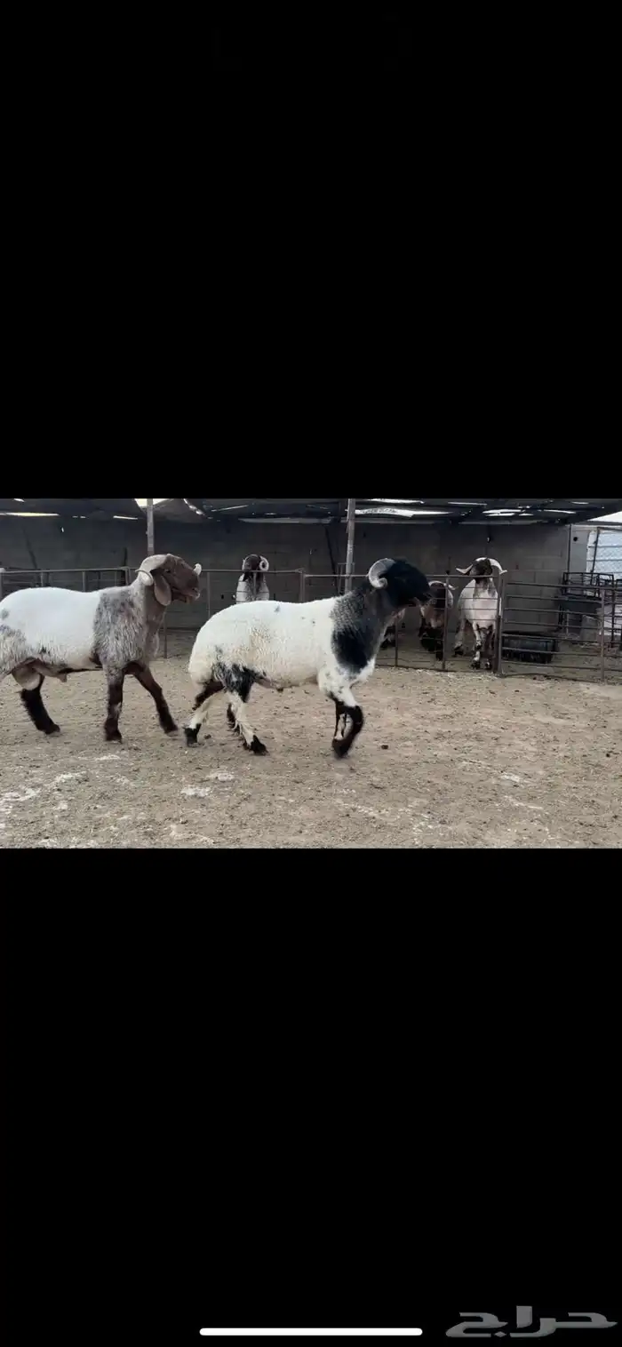 فحول نعيم صنف 1