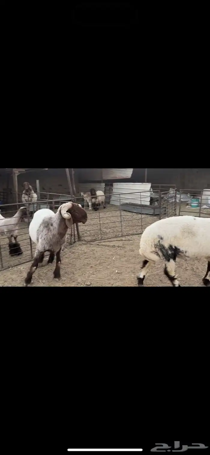 فحول نعيم صنف 4