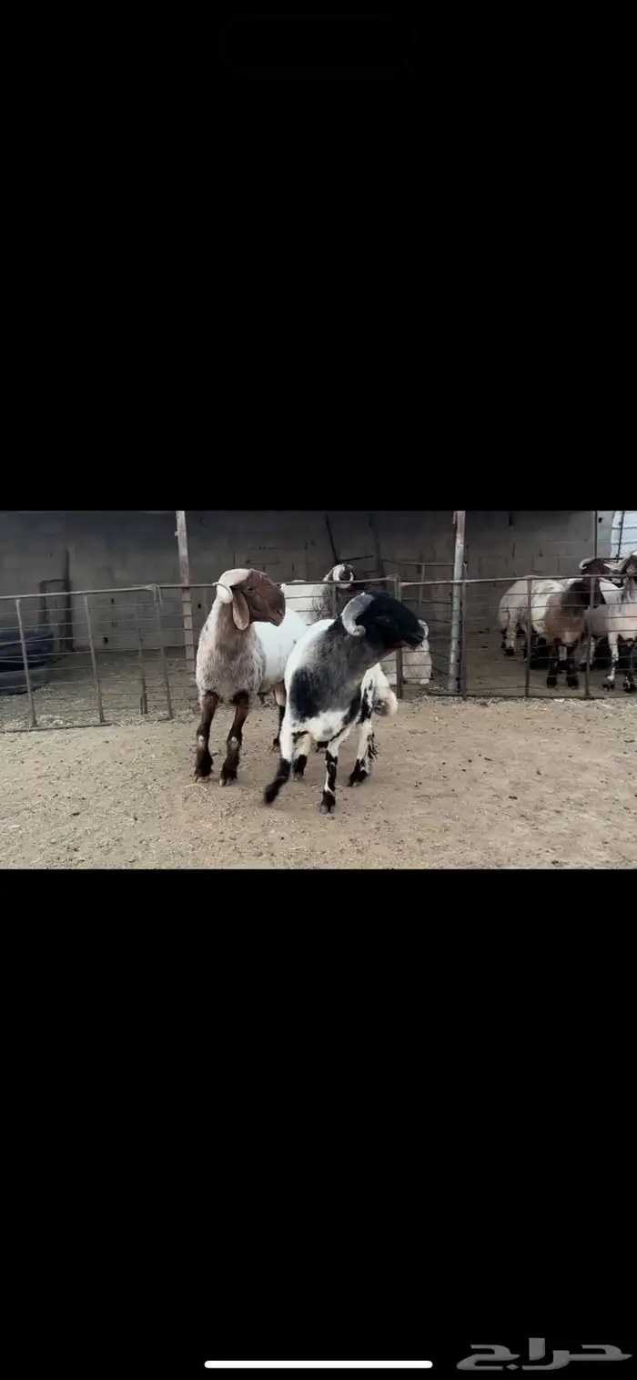 فحول نعيم صنف 3