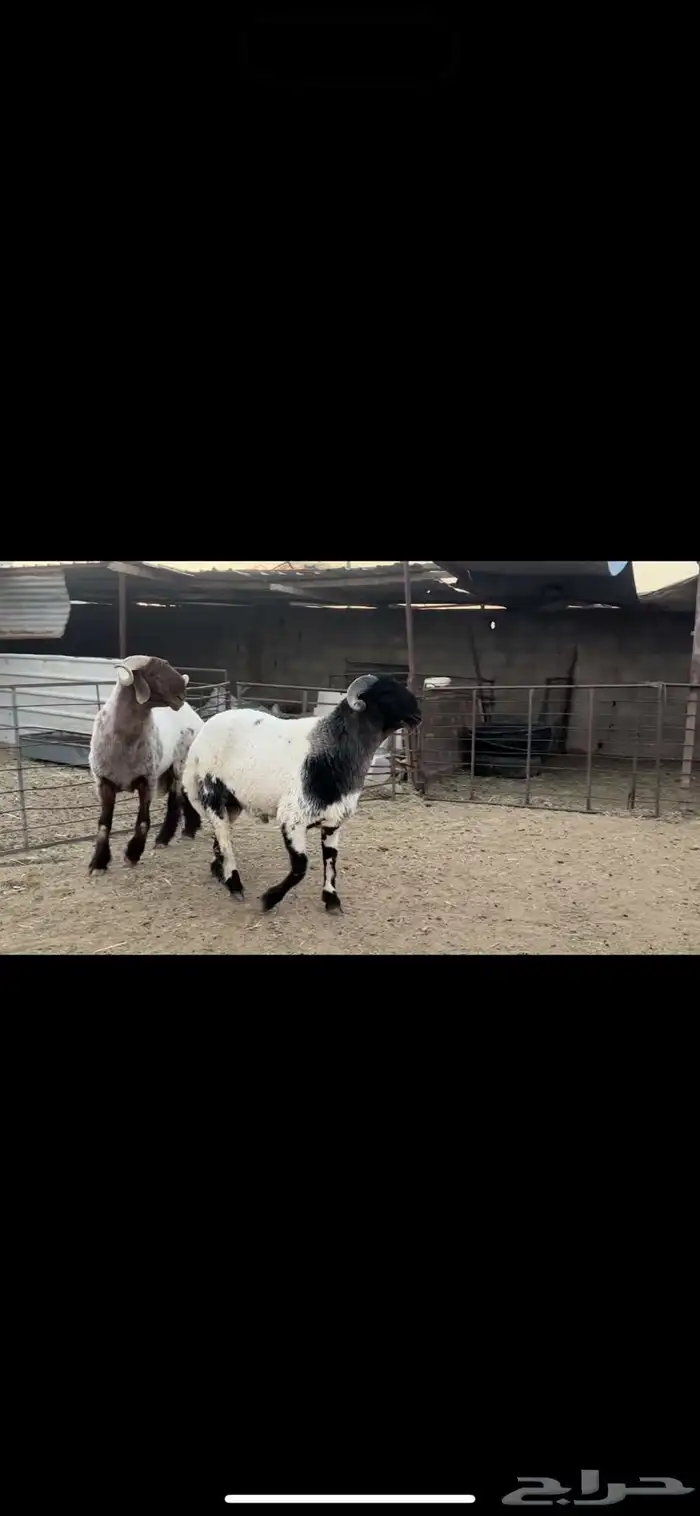 فحول نعيم صنف 0