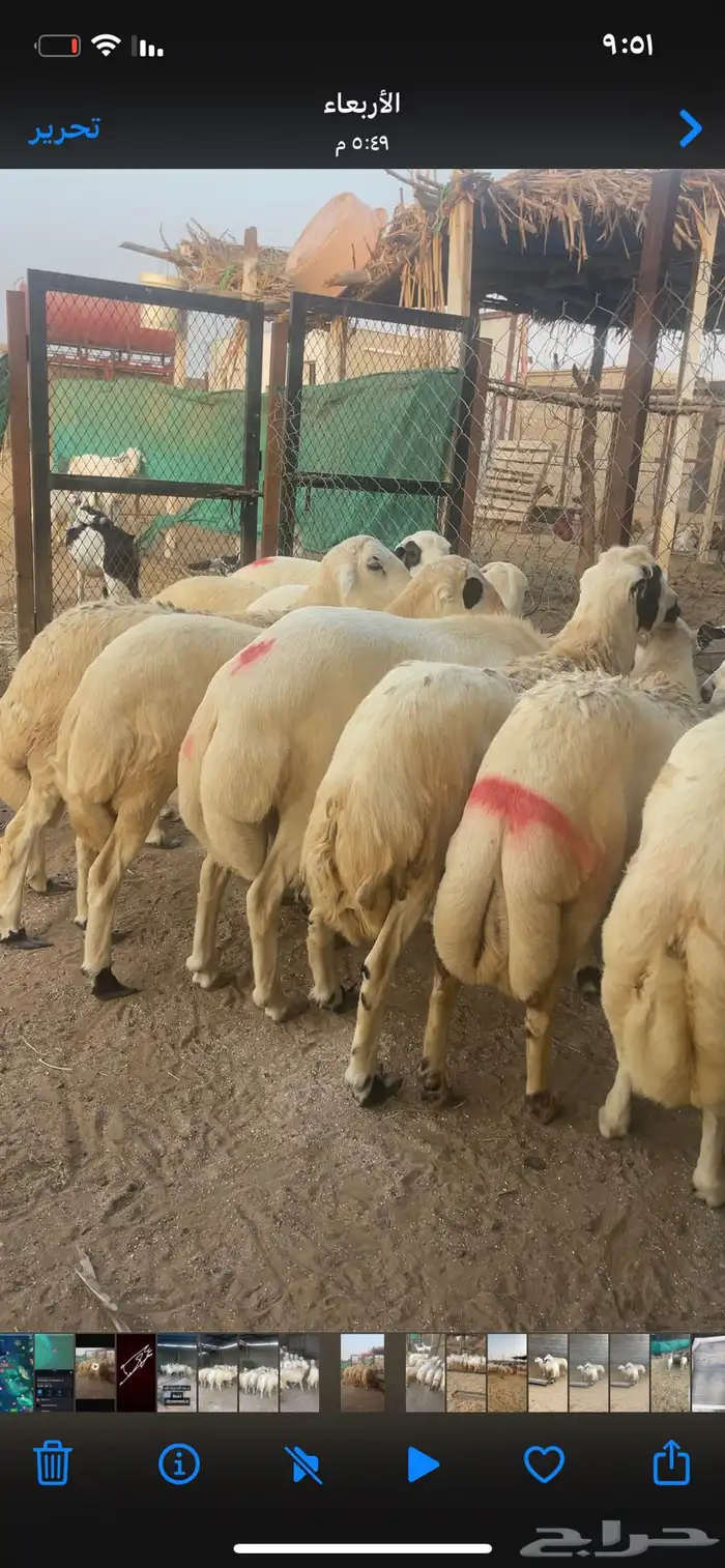 خرفان 0