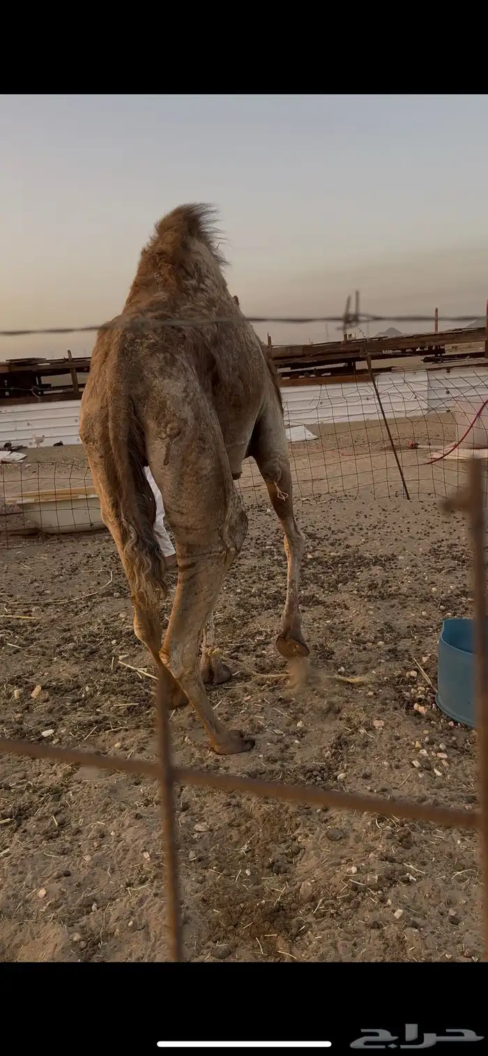 ناقه حايل وسمين 2